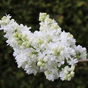 Сирень "Miss Ellen Willmott"