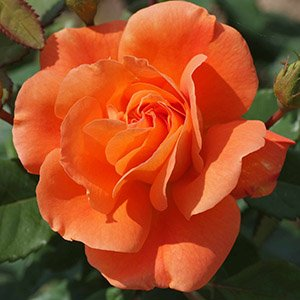 Роза "Orange Dawn"