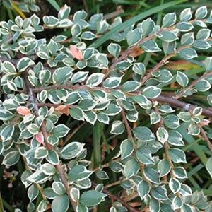 Кизильник горизонтальный "Variegatus"