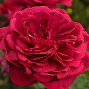Роза "Darcey"