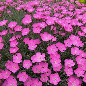 Гвоздика гратианополитанская "Pink Jewel"