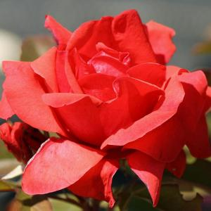 Роза "Morden Fireglow"