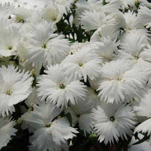 Гвоздика китайская "Diana White"