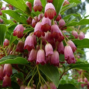 Энкиантус колокольчатый "Ruby Glow"
