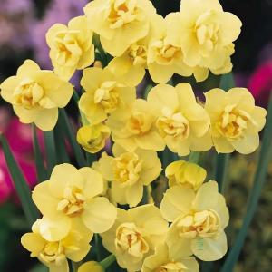 Нарцисс "Yellow Cheerfulness"