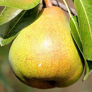 Груша "Карамельная"
