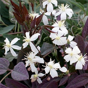 Клематис прямой "Purpurea"