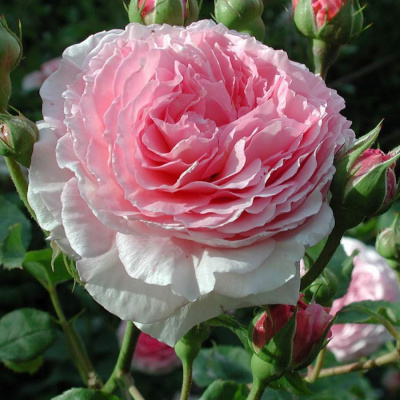 Роза "James Galway"