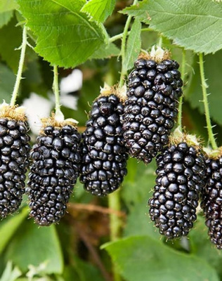 Ежевика "Karaka Black"
