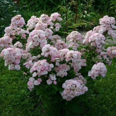 Роза "Bouquet Parfait"