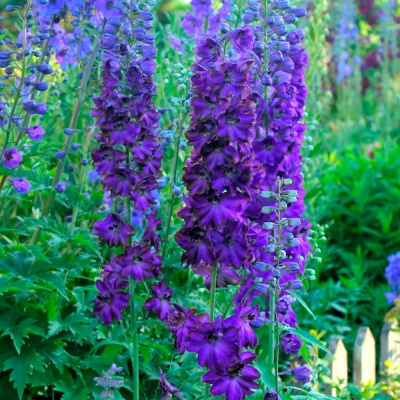 Дельфиниум "Magic Fountains Dark Blue Dark Bee"