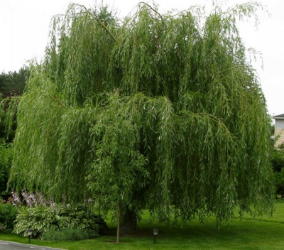 Ива белая "Pendula"