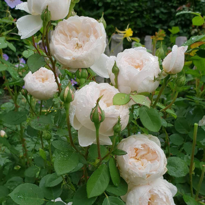 Роза "Glamis Castle"