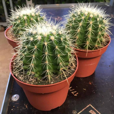 Эхинокактус грузони