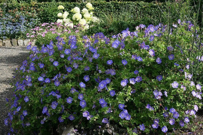 Герань гибридная "Rozanne"