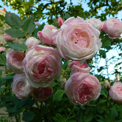 Роза "Madame Pierre Oger"