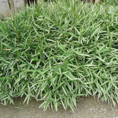 Плейобластус форчуна "Variegata"