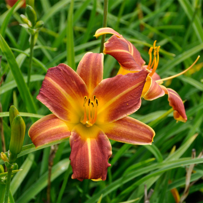 Лилейник "EveryDaylily Red Rib"