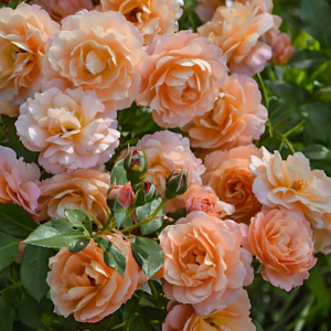 Роза "Apricot Sky"