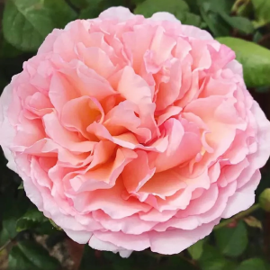 Роза "Princesse Charlene de Monaco"