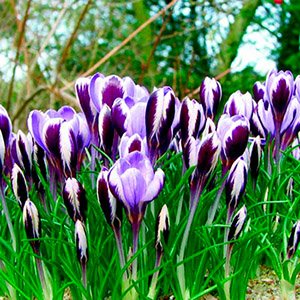 Крокус "Spring Beauty"