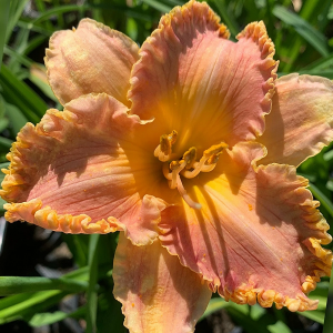 Лилейник "Spacecoast Starburst"
