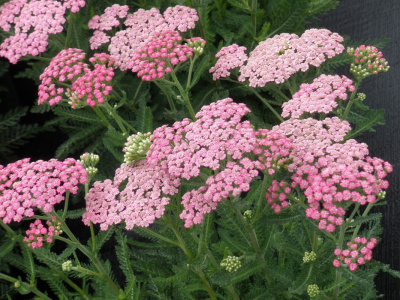 Тысячелистник обыкновенный "Pink Lady"