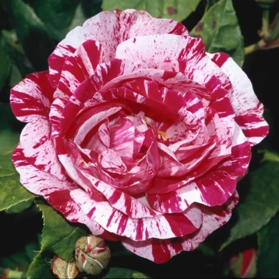 Роза "Variegata di Bologna"