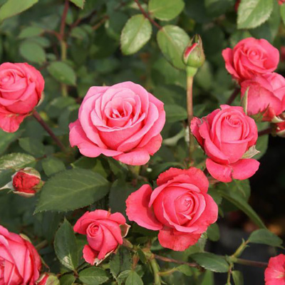 Роза "Bella Rosa"