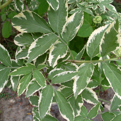 Бузина черная "Variegata"