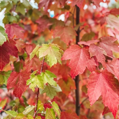 Клен красный