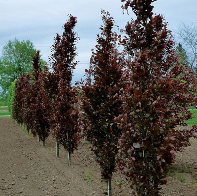 Бук европейский "Dawyck Purple"