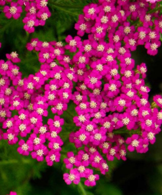 Тысячелистник обыкновенный "Cerise Queen"
